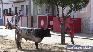 A 5 º LARGADA DE TOIROS FESTAS DE ALCOCHETE 11 DE AGOSTO 2019 [upl. by Eulalee]