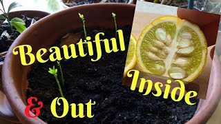 Growing Flying Dragon Orange From Seed  Cold Hardy Citrus  Poncirus Trifoliata [upl. by Thalia545]