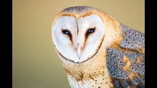 Eastern Barn Owl Sound  Eastern Barn Owl Sound Effects  Eastern Barn Owls Noises  No Music [upl. by Dippold175]