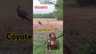 Coyote attacks turkey coyotes shorts [upl. by Trista]