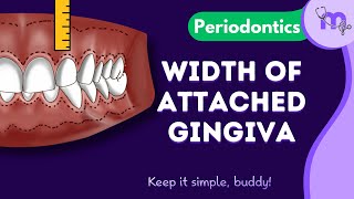 Width of Attached Gingiva  Calculation  Clinical Significance  Periodontology  Animated [upl. by Iilek]