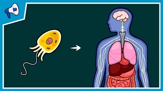 What Caused Lifes Major Evolutionary Transitions [upl. by Nylime836]