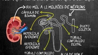 Filtração glomerular reabsorção e secreção [upl. by Arahsit]