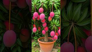 🌿Grow Mango Tree Faster with This Proven Method for Beginners mango fruittree [upl. by Kentiggerma]