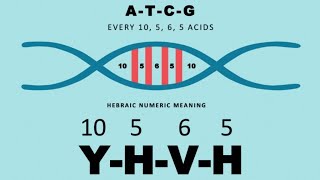 YHVH 10 5 6 5 Is Written In Our DNA Was 26 AD Important [upl. by Nayhr34]