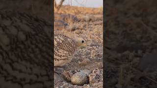 Chestnut bellied Sandgrouse in mountain🐦 youtube4animal tiktok4animal Sandgrouse Bird [upl. by Ecirehc]