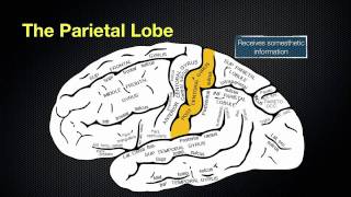 066 The Anatomy and Function of the Parietal Lobe [upl. by Andy]