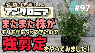 97 2ヶ月前に切り戻しをしたアンゲロニア！再びモサモサになってきたので、今日は強剪定をやってみます！ [upl. by Rego674]