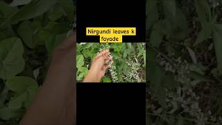 nirgundi leaves k fayade shortvideo nirgundi nirgundioil [upl. by Mizuki283]