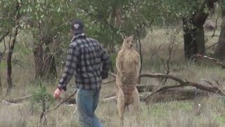 Man saves his dog from jacked kangaroo [upl. by Ximenes702]