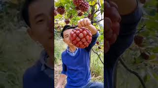 Do You Know Kadsura Fruit satisfying short [upl. by Bate477]