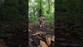 It’s conker season so I had to tiptoe along the woodland trail borderterrier tiptoe [upl. by Woodhead633]