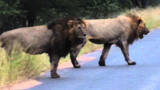 2 Male lions roaring in the Kruger National Park [upl. by Casta571]