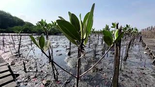 Una foresta di mangrovie ha preso il posto della discarica più grande del Brasile [upl. by Atla523]