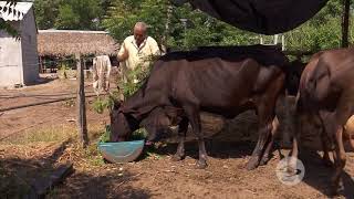 En el trópico bajo sí se puede el doble ordeño  La Finca de Hoy [upl. by Ellainad]