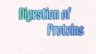 Digestion of Proteins  Biochemistry digestion [upl. by Pettiford]