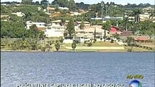 Polícia tenta capturar jacaré no Lago Sul [upl. by Ecinreb]