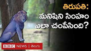 Lion Attack – Tirupati ఒక మనిషిని సింహం ఎలా చంపేసింది అసలు ఎన్‌క్లోజర్‌లో ఏం జరిగింది BBC Telugu [upl. by Arakawa]