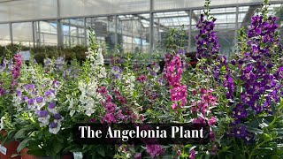 The Angelonia Plant [upl. by Althea]