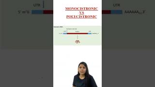 MONOCOSTRONIC vs POLYCISTRONIC  Transcription  RNA Synthesis  Class 12 Biology  NCERT  NEET [upl. by Santana195]