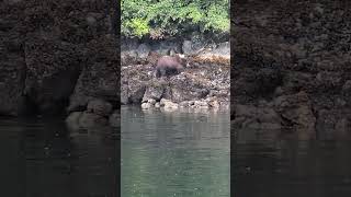 Brown Bear Walking Along the Water Baranof Island Sitka Alaska [upl. by Ylahtan84]