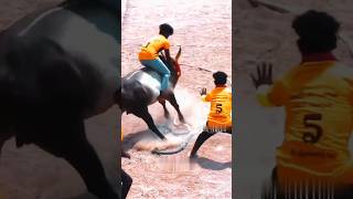 jallikattu vadamanjuvirattu bull 2024 shorts love verithanam horseracing sports [upl. by Irac649]