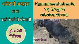 Hypophosphatemia in buffalo पशु में फास्फोरस की कमी के लक्षण और उपचार deficiency of phosphorus [upl. by Asert966]