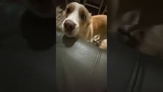 Husky mix doglover pets funny cute home florida [upl. by Eulalee754]