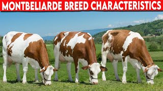 ⭕ MONTBELIARDE CHARACTERISTICS ✅ Dairy Cows Cattle Montbeliarde [upl. by Trebma]