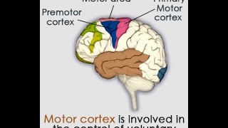 Motor Cortex Location Structure and Function [upl. by Navy]