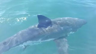 15 Foot Great White Shark Consumes Diver as Family Watches  Therese Cartwright [upl. by Lativa]