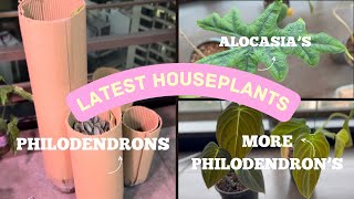 Newest Rare Plant Additions 🌿🪴 Biggest Houseplant Haul of 2024 Plants Im loving right now🎋 [upl. by Eerolam]