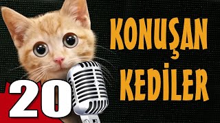 Konuşan Kediler 20  En Komik Kedi Videoları [upl. by Enimsay609]