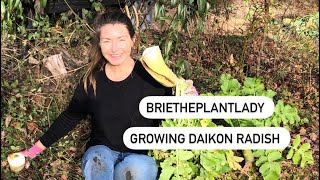 Growing Daikon Radish [upl. by Melly510]