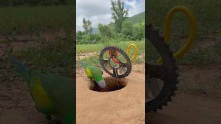 Wow  AMAZING Creative Parrot Trap shorts [upl. by Greyson]