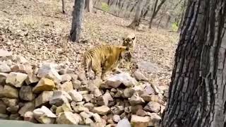 Tigers Mating At Ranthambore wildlife jungle animal tiger bigcat bengaltiger [upl. by Rasaec]