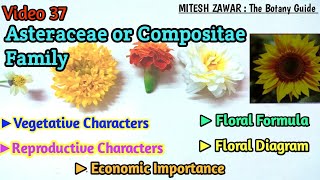 Asteraceae Family  Compositae Family Floral Formula amp Floral Diagram  Ray Florets amp Disc Florets [upl. by Yalcrab]