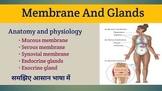 Membrane And Glands  Types of membrane and gland  Anatomy and Physiology [upl. by Adil622]