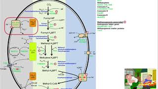 Methanogenesis Intestinal Biosynthesis of Methane [upl. by Sax]