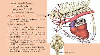 Angiología del Bovino Irrigación de Tórax Cuello y Cabeza [upl. by Ettenrahc]