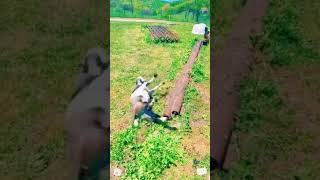 Fainting goat 😂😂😂funnypet funnyanimal [upl. by Ayotahs952]