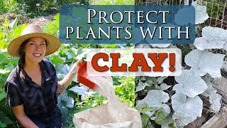 Organic Plant Protection with Surround Kaolin Clay [upl. by Charis]