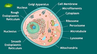 Animal Cell Structure and Function  Notes  Eukaryotic Cell  Basic Science Series [upl. by Octavius123]