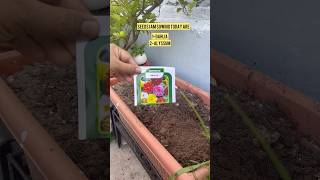 Ep8Winter Garden 2024 Sowing Winter flowering seeds ytshortsindia gardenseries organicgarden [upl. by Eirol]