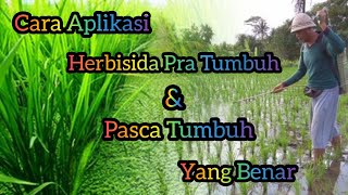 Petani Wajib Tau Cara Aplikasi Herbisida Pra Tumbuh amp Pasca Tumbuh Yang Benar [upl. by Imas]