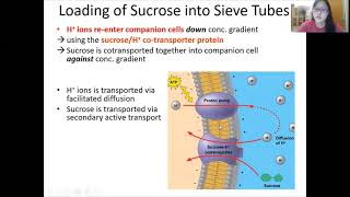 Chap 7 Part 2  Translocation  Cambridge ALevel 9700 Biology [upl. by Rokach]