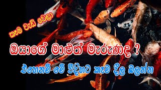 Fish Food Sinhala  Malu kema  How to feed fish Sinhala [upl. by Idnir]