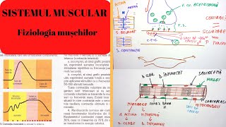 ADMITERE MEDICINA SISTEMUL MUSCULAR 2 Fiziologia muschilor [upl. by Radie]