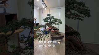 작업후 배양방법🍀3561🍀👍🏻🥳분재 지광원 파주이광수 백석문화대학교 대한민국분재No1 worldtourbonsai🌳⛳️🌏 [upl. by Notelrac706]