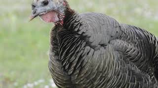 Spring Turkey Season  Texas Parks and Wildlife [upl. by Emery]